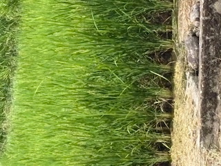 分げつ