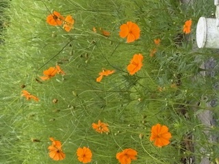 開花時期
